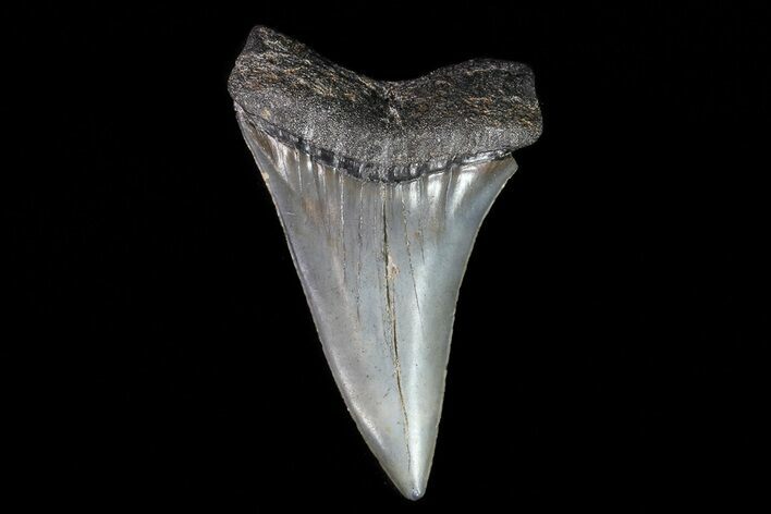 Fossil Mako Shark Tooth - Georgia #75031